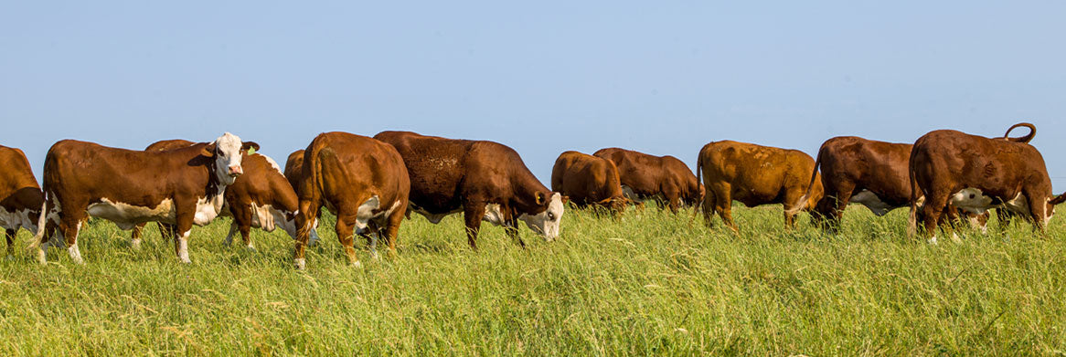 Why Regenerative Agriculture Matters for Your Health, Not Just the Planet