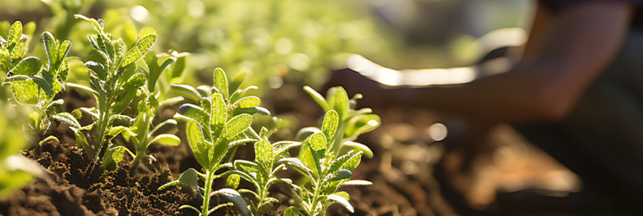 What Does Regenerative Organic Certified® Actually Mean and Why Does it Matter?