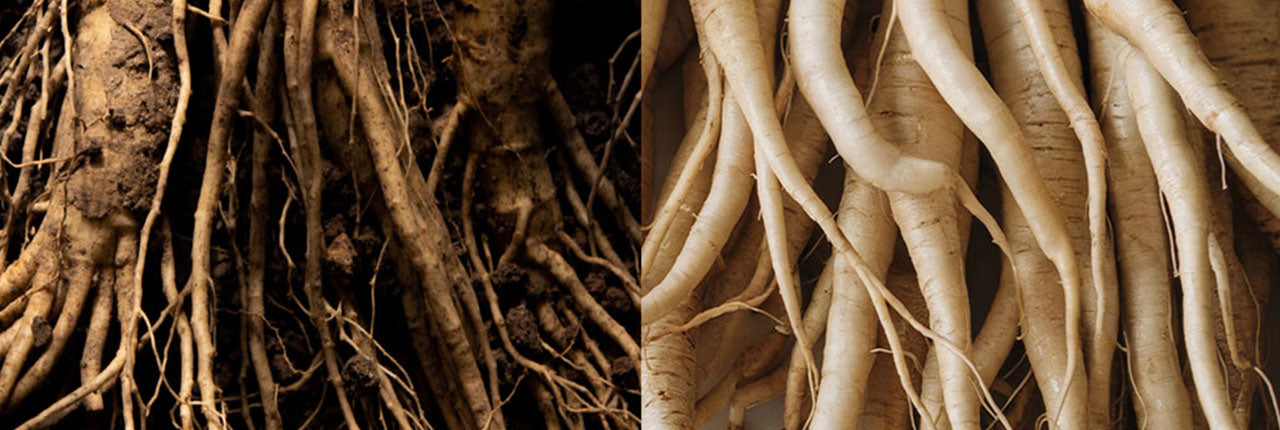 Adaptogens 101: What They Are and How They Support Stress Response